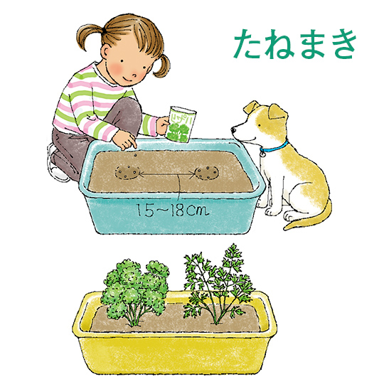たねまき