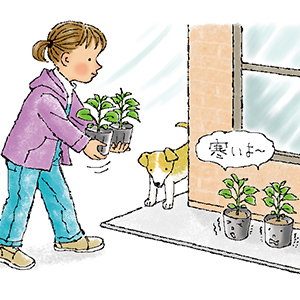 購入苗をすぐに植えつけたら枯れてしまいました。新しい苗なのにどうして?