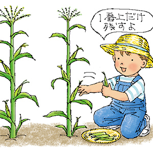 購入苗をすぐに植えつけたら枯れてしまいました。新しい苗なのにどうして?