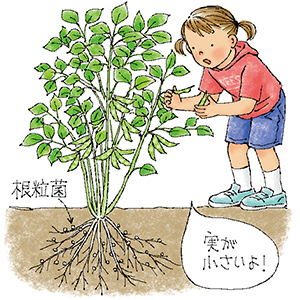 エダマメの木は立派なのに実が大きくならないのはどうしてですか?
