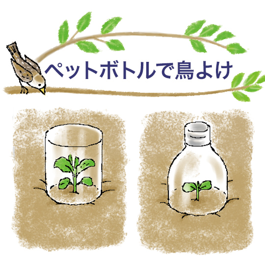 ペットボトルで鳥よけ