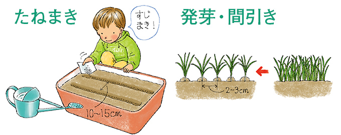 たねまき・発芽・間引き