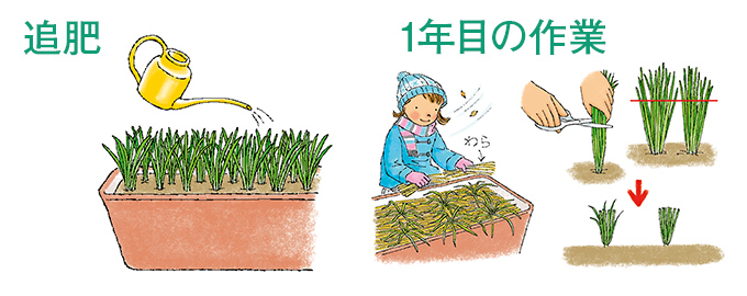 追肥・1年目の作業