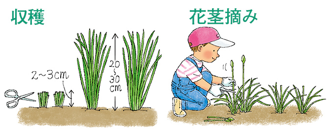 収穫・花茎摘み