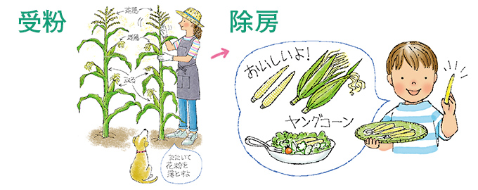 受粉・除房