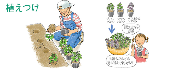 間引き