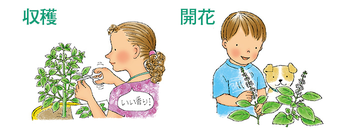 受粉・除房