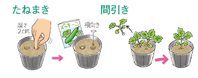 たねまき・間引き