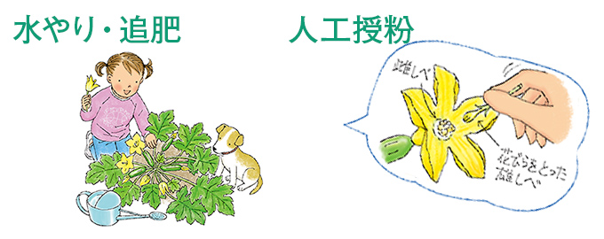 水やり・追肥・人工授粉