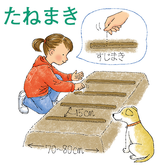 たねまき
