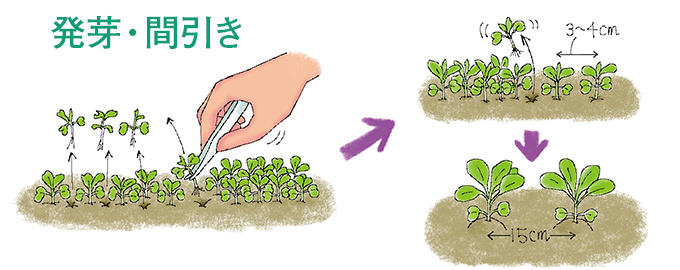 発芽・間引き
