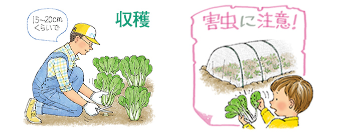 収穫
