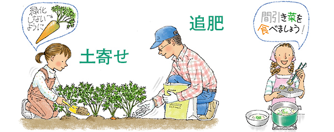 追肥・土寄せ