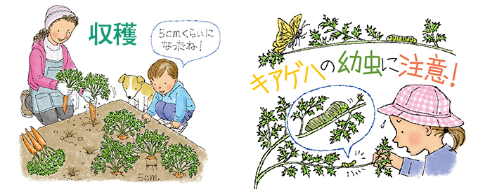 収穫/キアゲハの幼虫に注意!