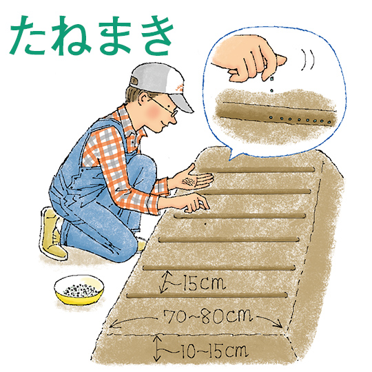 たねまき