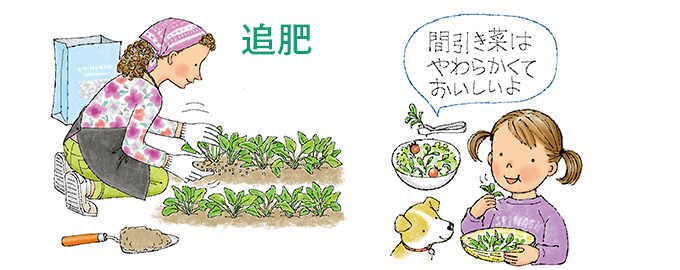 追肥・土寄せ