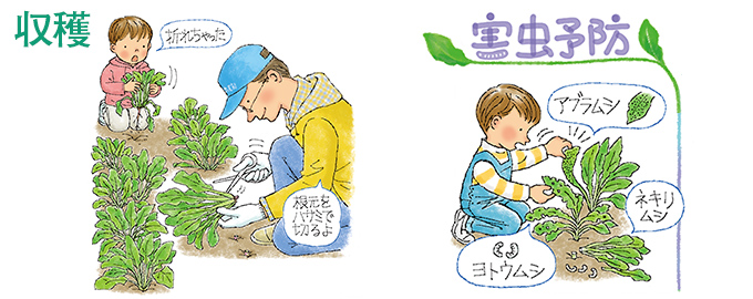 収穫・害虫予防