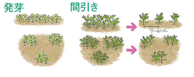 発芽・間引き