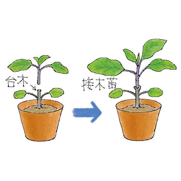 畑が狭く輪作ができません。連作障害を防ぐ簡単な方法はありませんか?