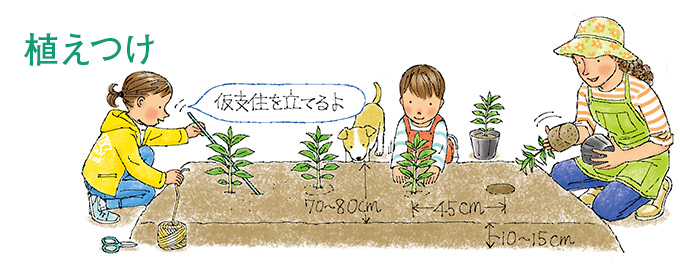 植えつけ