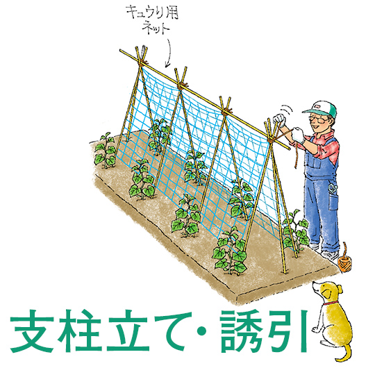 支柱立て・誘引