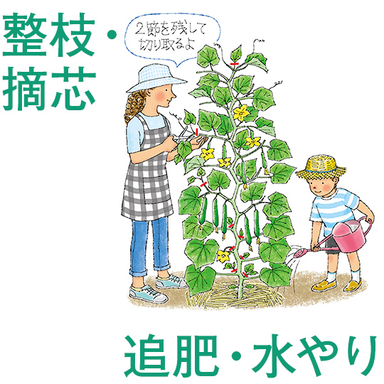 整枝・摘芯・追肥・水やり