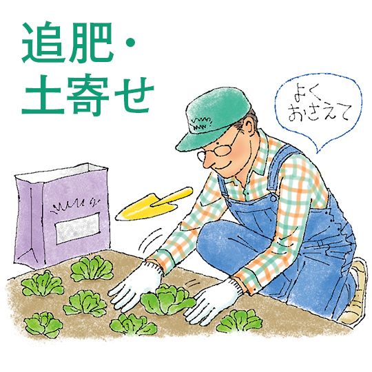 追肥・土寄せ