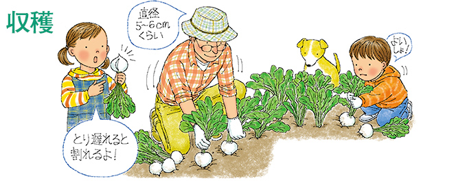 収穫