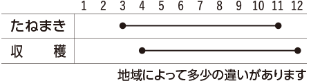 ラディッシュの栽培スケジュール