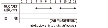 ローズマリーの栽培スケジュール