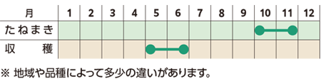 栽培スケジュール