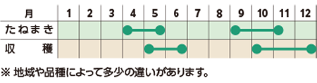 栽培スケジュール