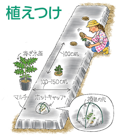 植えつけ