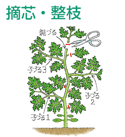 摘芯・整枝