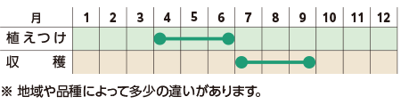 栽培スケジュール