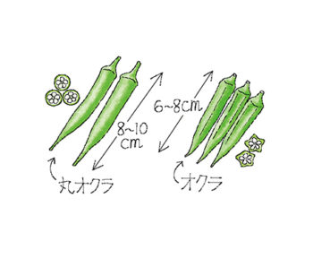 オクラ 初心者も図解で簡単家庭菜園 プランターでも畑でも Apronわくわく菜園づくり