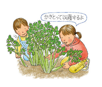 セロリ セルリー 初心者も図解で簡単家庭菜園 プランターでも畑でも Apronわくわく菜園づくり