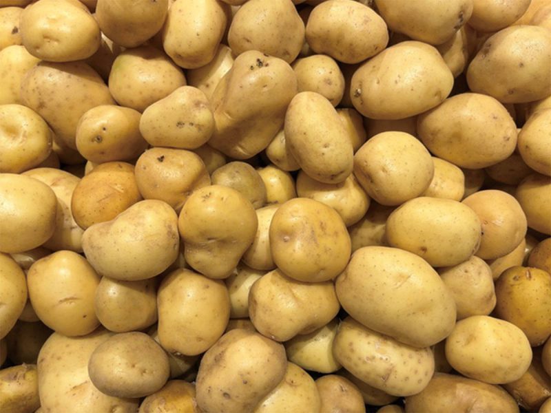 じゃがいも栽培の原点「種馬鈴しょ」 - なるほど全農 | 全農の情報誌