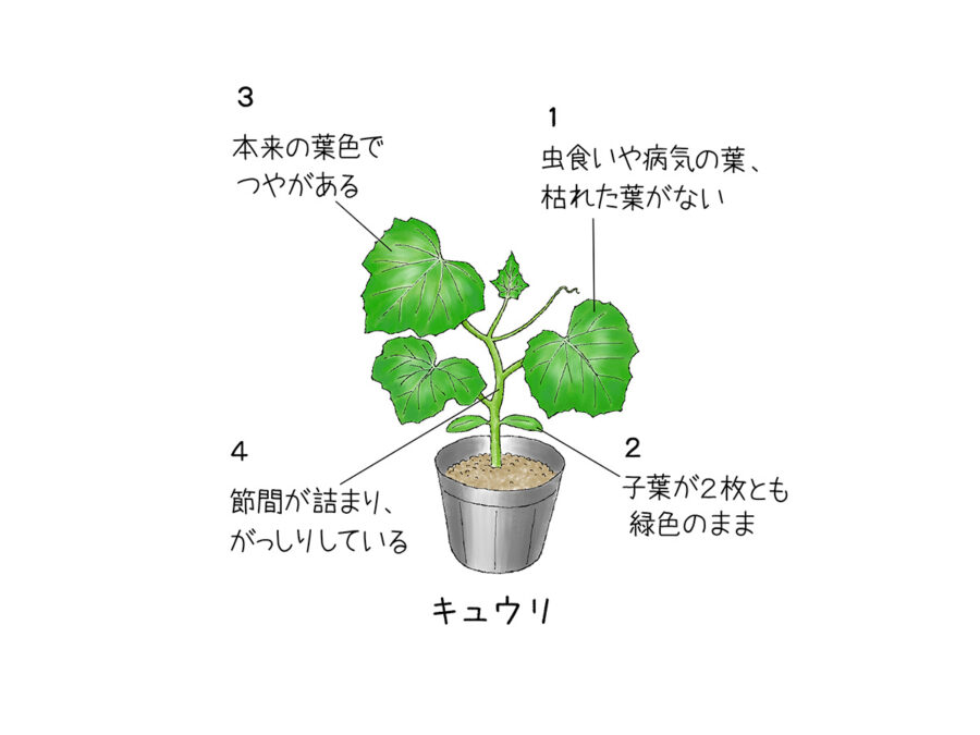 良い苗の選び方 - 家庭菜園Q&A | 全農の情報誌Apron（エプロン）