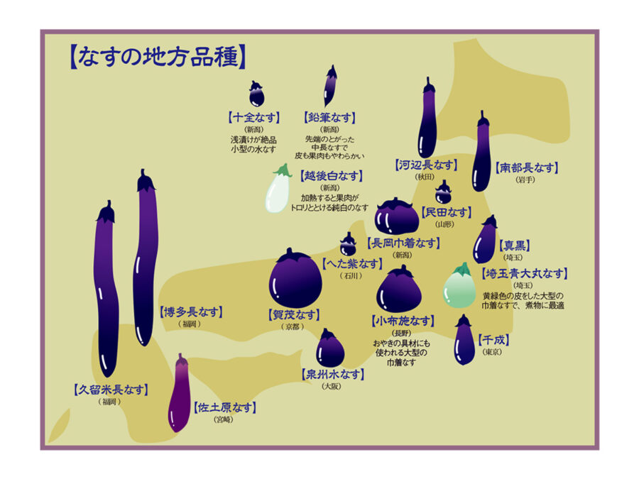 味も形も個性的！地域色豊かな【なす】 - なるほど全農 | 全農の情報誌